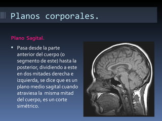 Planos corporales.

Plano Sagital.
 Pasa desde la parte
  anterior del cuerpo (o
  segmento de este) hasta la
  posterior, dividiendo a este
  en dos mitades derecha e
  izquierda, se dice que es un
  plano medio sagital cuando
  atraviesa la misma mitad
  del cuerpo, es un corte
  simétrico.
 