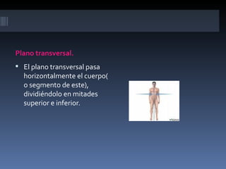 Plano transversal.
 El plano transversal pasa
  horizontalmente el cuerpo(
  o segmento de este),
  dividiéndolo en mitades
  superior e inferior.
 