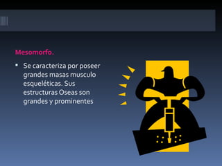 Mesomorfo.
 Se caracteriza por poseer
  grandes masas musculo
  esqueléticas. Sus
  estructuras Oseas son
  grandes y prominentes
 