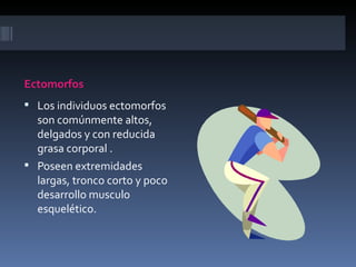 Ectomorfos
 Los individuos ectomorfos
  son comúnmente altos,
  delgados y con reducida
  grasa corporal .
 Poseen extremidades
  largas, tronco corto y poco
  desarrollo musculo
  esquelético.
 