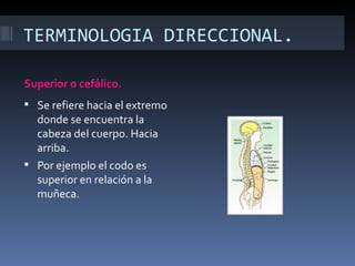 TERMINOLOGIA DIRECCIONAL.

Superior o cefálico.
 Se refiere hacia el extremo
  donde se encuentra la
  cabeza del cuerpo. Hacia
  arriba.
 Por ejemplo el codo es
  superior en relación a la
  muñeca.
 