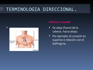 TERMINOLOGIA DIRECCIONAL.

               Inferior o caudal
 .             Se aleja (fuera) de la
                 cabeza. hacia abajo.
                Por ejemplo: el corazón es
                 superior e relación con el
                 diafragma.
 