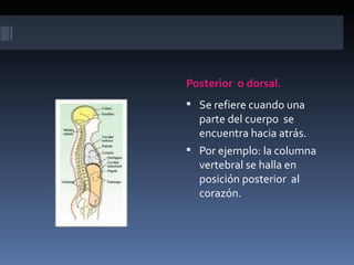 Posterior o dorsal.
 Se refiere cuando una
  parte del cuerpo se
  encuentra hacia atrás.
 Por ejemplo: la columna
  vertebral se halla en
  posición posterior al
  corazón.
 