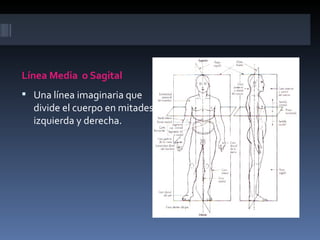 Línea Media o Sagital
 Una línea imaginaria que
  divide el cuerpo en mitades
  izquierda y derecha.
 