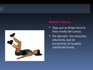 Medial o interna.
 Algo que se dirige hacia la
  línea media del cuerpo.
 Por ejemplo : los músculos
  aductores, que se
  encuentran en la parte
  medial del muslo.
 