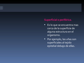 Superficial o periférica.
 Es lo que se encuentra mas
  cerca de la superficie de
  alguna estructura en el
  organismo.
 Por ejemplo, las uñas son
  superficiales al tejido
  epitelial debajo de ellas.
 