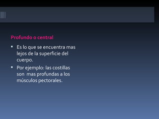 Profundo o central
 Es lo que se encuentra mas
  lejos de la superficie del
  cuerpo.
 Por ejemplo: las costillas
  son mas profundas a los
  músculos pectorales.
 