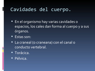 Cavidades del cuerpo.

 En el organismo hay varias cavidades o
    espacios, los cales dan forma al cuerpo y a sus
    órganos.
   Estas son:
   La craneal (o craneana) con el canal o
    conducto vertebral.
   Torácica.
   Pélvica.
 