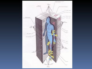 Planos Anátomicos TR2