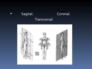    Sagital.                 Coronal.
               Transversal
 