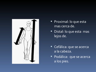  Proximal: lo que esta
  mas cerca de.
 Distal: lo que esta mas
  lejos de.

 Cefálica: que se acerca
  a la cabeza.
 Podálica: que se acerca
  a los pies.
 