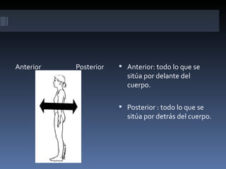 Anterior   Posterior    Anterior: todo lo que se
                         sitúa por delante del
                         cuerpo.

                        Posterior : todo lo que se
                         sitúa por detrás del cuerpo.
 