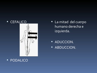  CEFALICO    La mitad del cuerpo
               humano derecha e
               izquierda.

              ADUCCION.
              ABDUCCION.


 PODALICO
 
