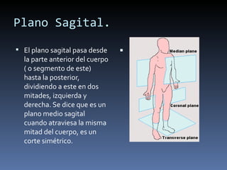 Plano Sagital.

 El plano sagital pasa desde    
  la parte anterior del cuerpo
  ( o segmento de este)
  hasta la posterior,
  dividiendo a este en dos
  mitades, izquierda y
  derecha. Se dice que es un
  plano medio sagital
  cuando atraviesa la misma
  mitad del cuerpo, es un
  corte simétrico.
 