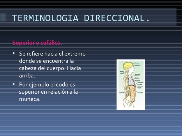 Planos Anátomicos TR2