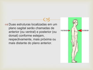 
 Duas estruturas localizadas em um
plano sagital serão chamadas de
anterior (ou ventral) e posterior (ou
dorsal) conforme estejam,
respectivamente, mais próxima ou
mais distante do plano anterior.
 