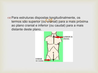 
 Para estruturas dispostas longitudinalmente, os
termos são superior (ou cranial) para a mais próxima
ao plano cranial e inferior (ou caudal) para a mais
distante deste plano.
 