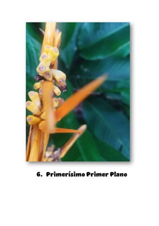 6. Primerísimo Primer Plano