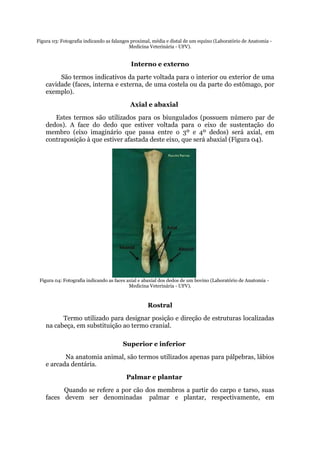 Figura 03: Fotografia indicando as falanges proximal, média e distal de um equíno (Laboratório de Anatomia -
Medicina Veterinária - UFV).
Interno e externo
São termos indicativos da parte voltada para o interior ou exterior de uma
cavidade (faces, interna e externa, de uma costela ou da parte do estômago, por
exemplo).
Axial e abaxial
Estes termos são utilizados para os biungulados (possuem número par de
dedos). A face do dedo que estiver voltada para o eixo de sustentação do
membro (eixo imaginário que passa entre o 3º e 4º dedos) será axial, em
contraposição à que estiver afastada deste eixo, que será abaxial (Figura 04).
Figura 04: Fotografia indicando as faces axial e abaxial dos dedos de um bovino (Laboratório de Anatomia -
Medicina Veterinária - UFV).
Rostral
Termo utilizado para designar posição e direção de estruturas localizadas
na cabeça, em substituição ao termo cranial.
Superior e inferior
Na anatomia animal, são termos utilizados apenas para pálpebras, lábios
e arcada dentária.
Palmar e plantar
Quando se refere a por cão dos membros a partir do carpo e tarso, suas
faces devem ser denominadas palmar e plantar, respectivamente, em
 