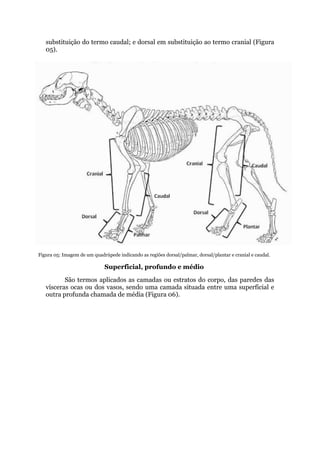 substituição do termo caudal; e dorsal em substituição ao termo cranial (Figura
05).
Figura 05: Imagem de um quadrúpede indicando as regiões dorsal/palmar, dorsal/plantar e cranial e caudal.
Superficial, profundo e médio
São termos aplicados as camadas ou estratos do corpo, das paredes das
vísceras ocas ou dos vasos, sendo uma camada situada entre uma superficial e
outra profunda chamada de média (Figura 06).
 
