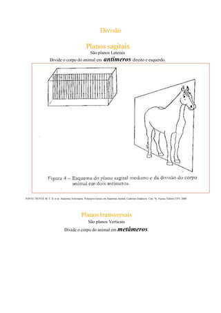 Divisão
Planos sagitais
São planos Laterais
Divide o corpo do animal em antímeros direito e esquerdo.
FONTE: NEVES, M. T. D. et al. Anatomia Veterinária: Princípios Gerais em Anatomia Animal, Cadernos Didáticos. Cod. 76, Viçosa: Editora UFV, 2000.
Planos transversais
São planos Verticais
Divide o corpo do animal em metâmeros.
 