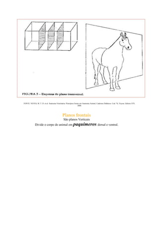 FONTE: NEVES, M. T. D. et al. Anatomia Veterinária: Princípios Gerais em Anatomia Animal, Cadernos Didáticos. Cod. 76, Viçosa: Editora UFV,
2000.
Planos frontais
São planos Verticais
Divide o corpo do animal em paquímeros dorsal e ventral.
 