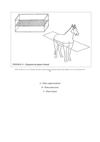 FONTE: NEVES, M. T. D. et al. Anatomia Veterinária: Princípios Gerais em Anatomia Animal, Cadernos Didáticos. Cod. 76, Viçosa: Editora UFV,
2000.
A - Plano sagital mediano
B - Plano transversal
C - Plano frontal
 