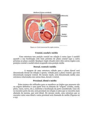 Figura 01: Corte transversal da região torácica.
Cranial, caudal e médio
Uma estrutura tem posição cranial em relação à outra (que é caudal)
quando a sua localização está mais próxima do plano cranial (que a outra
próxima ao plano caudal). Qualquer órgão situado entre dois outros órgãos com
posições cranial e caudal estará ocupando uma posição média
Dorsal, ventral e médio
A margem de uma estrutura voltada para o plano dorsal será
denominada dorsal em relação à oposta, voltada para o plano ventral, que será
denominada margem ventral. Do mesmo modo, será denominada média uma
estrutura relacionada com outras duas, dorsal e ventral.
Proximal, distal e médio
Estes termos são utilizados para os membros ou órgãos que possuem raiz
ou origem definitiva e uma parte livre ou distante da “origem” (orelha, cauda,
pênis, vasos, nervo, etc.), conforme a localização da parte considerada. Caso ela
se encontre perto da raiz, será proximal em relação à outra que se encontra mais
afastada da mesma, que será distal. Do mesmo modo, uma estrutura que se
encontre entre uma distal e outra proximal será chamada de média (Figuras 02
e 03).
 