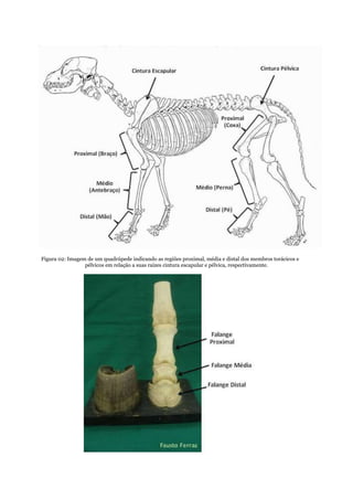 Figura 02: Imagem de um quadrúpede indicando as regiões proximal, média e distal dos membros torácicos e
pélvicos em relação a suas raízes cintura escapular e pélvica, respectivamente.
 
