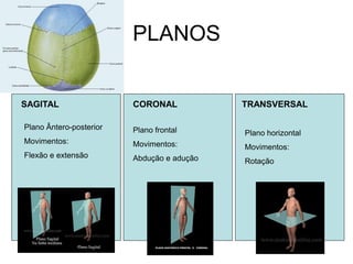 PLANOS 
SAGITAL 
CORONAL 
TRANSVERSAL 
Plano Ântero-posterior Movimentos: Flexão e extensão 
Plano frontal 
Movimentos: 
Abdução e adução 
Plano horizontal Movimentos: Rotação  