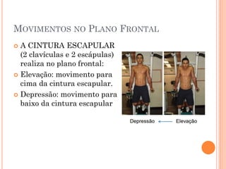 MOVIMENTOS NO PLANO FRONTAL
 A CINTURA ESCAPULAR
(2 clavículas e 2 escápulas)
realiza no plano frontal:
 Elevação: movimento para
cima da cintura escapular.
 Depressão: movimento para
baixo da cintura escapular
 