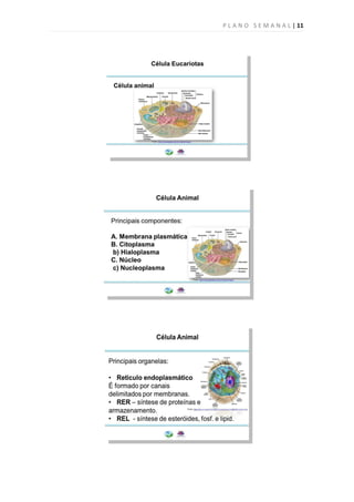 P L A N O S E M A N A L | 11
 