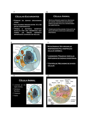 7                                  10

         Células Eucariontes                     Célula Animal
    Formam os demais organismos          Retículo Endoplasmático; Sistemas
     vivos;                               de canais, com bolsas achatadas e
                                          vesículas que facilita o intercâmbio
    São maiores (medem entre 10 a 50     de substâncias.
     µm de comprimento);
     Possui o material genético          Complexo de Golgiense; Conjunto de
     envolto por uma membrana que         sáculos empilhados que armazenam
     forma    um    órgão   esférico      proteínas.
     importante chamado de núcleo.




8                                        11

                                        Mitocôndrias; São organelas
                                         responsáveis pela respiração
                                         celular aeróbica.

                                         Lisossomos; Pequenas vesículas
                                         portadoras de enzimas digestórias.

                                         Centríolos; Mecanismo de divisão
                                         celular.




     9                                   12

              Célula Animal
    É constituída por três
      regiões distintas;
     Membrana
      Plasmática
     Citoplasma
     Núcleo
 