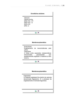 P L A N O S E M A N A L 2 | 11
 