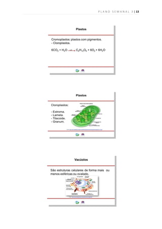 P L A N O S E M A N A L 3 | 13
 