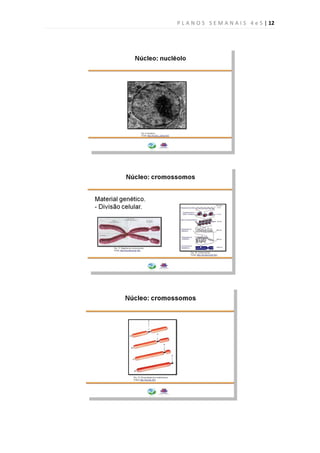 P L A N O S S E M A N A I S 4 e 5 | 12
 