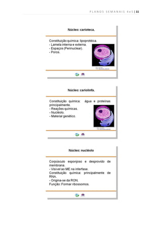 P L A N O S S E M A N A I S 4 e 5 | 11
 