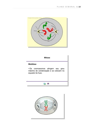 P L A N O S E M A N A L 6 | 12
 