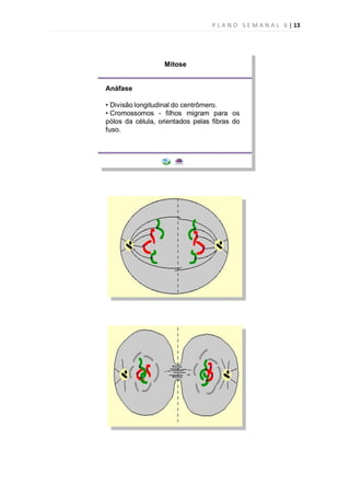 P L A N O S E M A N A L 6 | 13
 