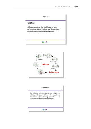 P L A N O S E M A N A L 6 | 14
 