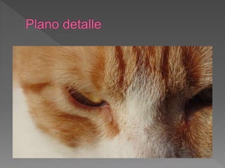 Planos fotográficos