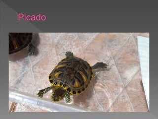 Planos fotográficos