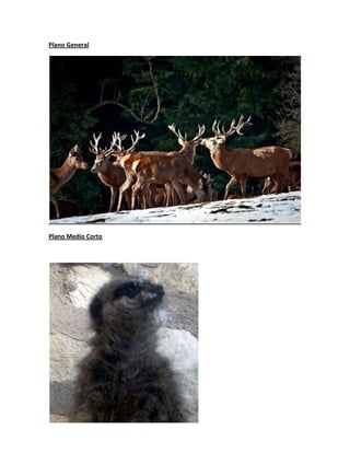 Plano General
Plano Medio Corto