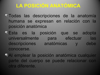 LA POSICIÓN ANATÓMICA
Todas las descripciones de la anatomía
humana se expresan en relación con la
posición anatómica
Esta es la posición que se adopta
universalmente     para    efectuar    las
descripciones    anatómicas     y    debe
conocerse.
Al emplear la posición anatómica cualquier
parte del cuerpo se puede relacionar con
otra diferente.
 