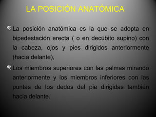 LA POSICIÓN ANATÓMICA

La posición anatómica es la que se adopta en
bipedestación erecta ( o en decúbito supino) con
la cabeza, ojos y pies dirigidos anteriormente
(hacia delante),
Los miembros superiores con las palmas mirando
anteriormente y los miembros inferiores con las
puntas de los dedos del pie dirigidas también
hacia delante.
 