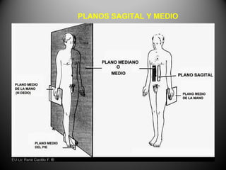 PLANOS SAGITAL Y MEDIO
 
