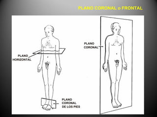 PLANO CORONAL o FRONTAL
 