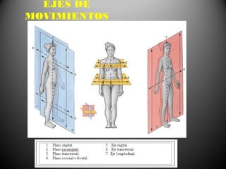 EJES DE
MOVIMIENTOS
 