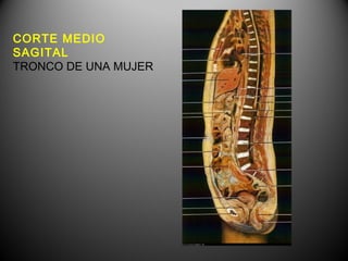 CORTE MEDIO
SAGITAL
TRONCO DE UNA MUJER
 