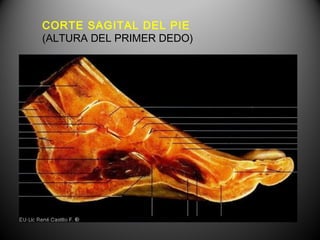 CORTE SAGITAL DEL PIE
(ALTURA DEL PRIMER DEDO)
 